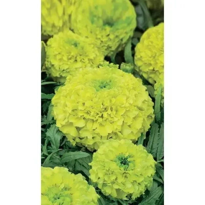 Семена Бархатцы прямостоячие Мери Хелен (УД) Е/П