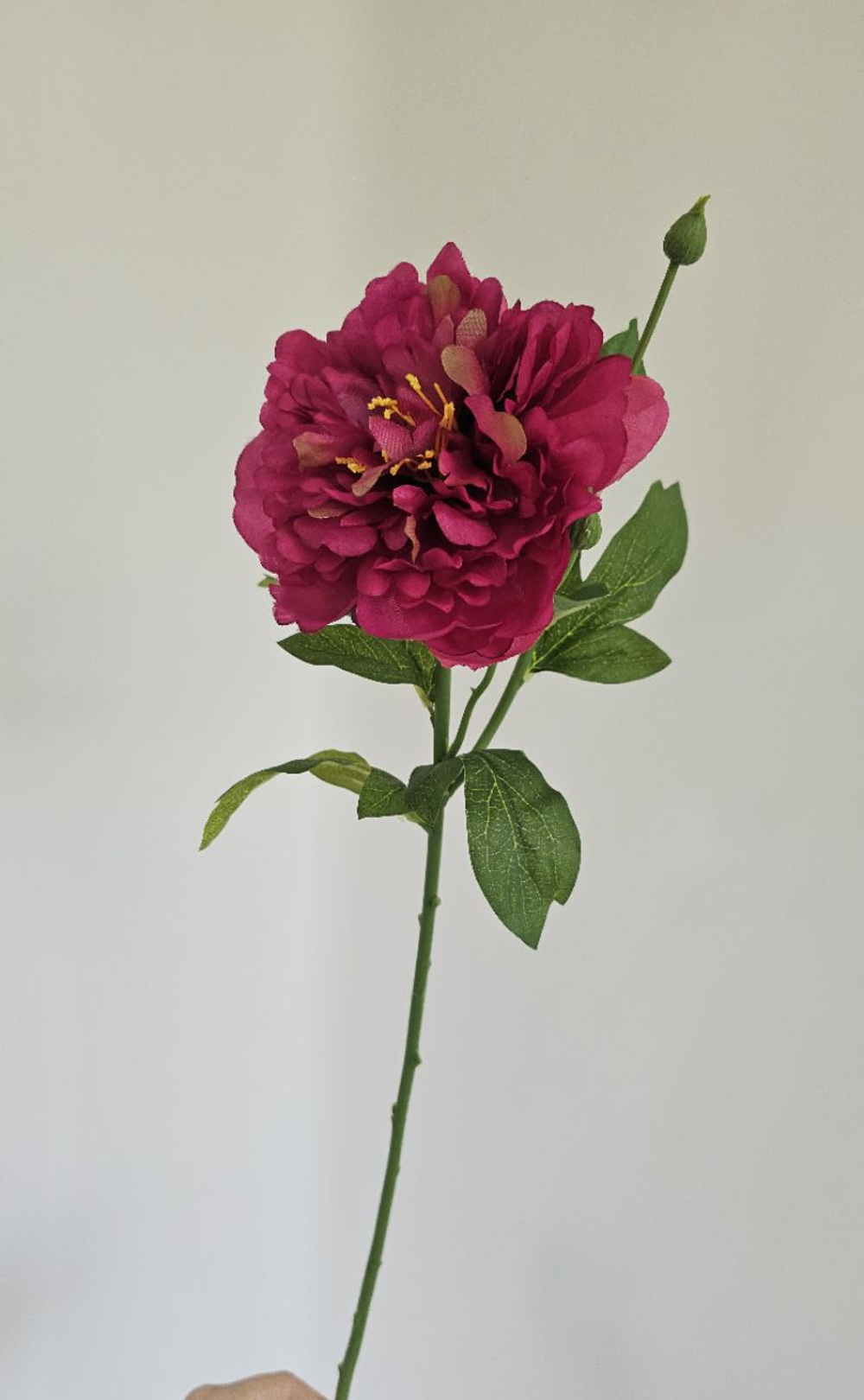 Пион / Арт 2559