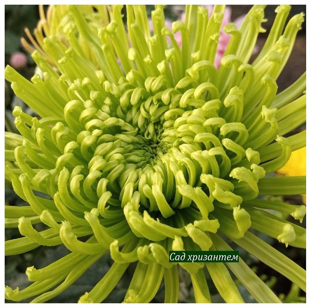 Зелёные хризантемы