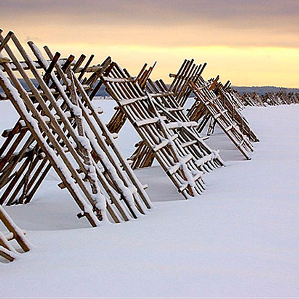 Снегозадержание в марте: как накопить драгоценную влагу у корней деревьев Снегозадержание в марте: как накопить драгоценную влагу у корней деревьев