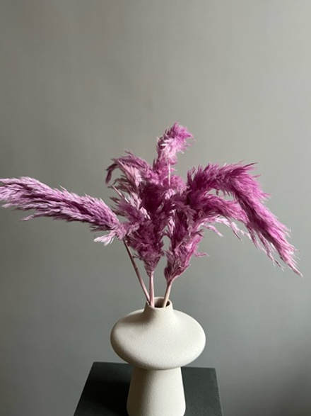 Тростник сиреневый