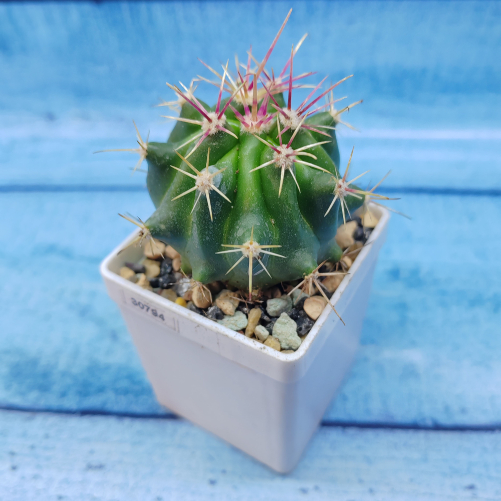 Ferocactus stainesii (Ферокактус)