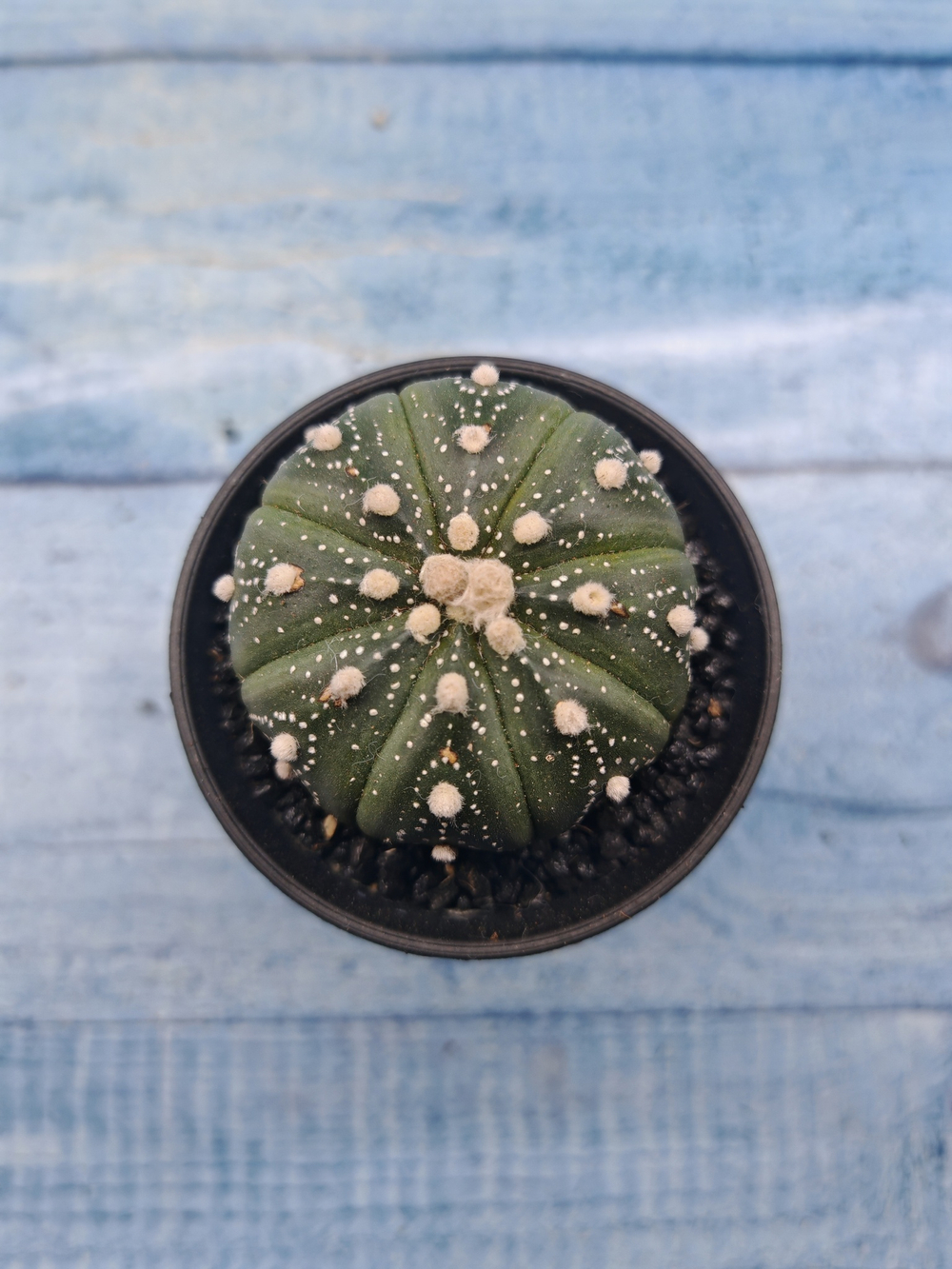 Astrophytum Asterias (Астрофитум)