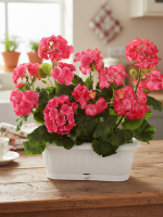 Искусственные цветы Герань малиновая 40см в балконном ящике