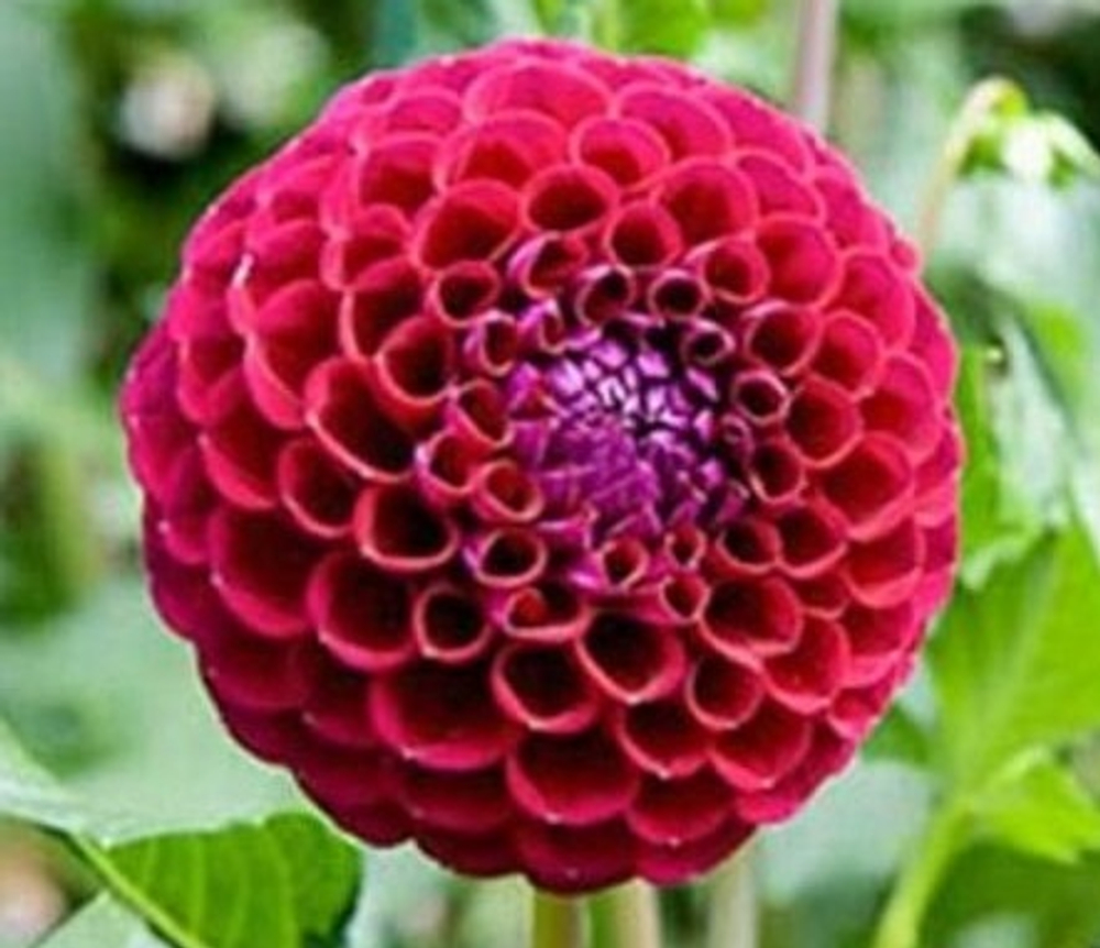 Георгин Иванетти (Ivanetti)