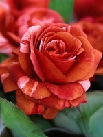 Роза плетистая Брауни