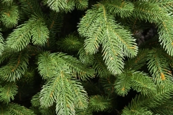 Искусственная елка Царская Де Люкс настенная 120 см., 100% Литая хвоя, ЕлкиТорг (125120)