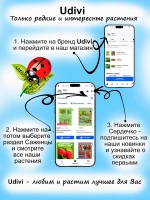 Жимолость Бакчарский Великан съедобная высокая