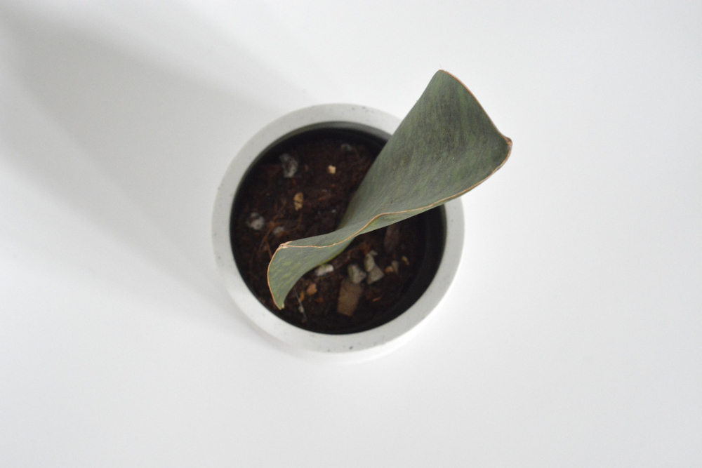 Сансевиерия Биг Лиф / Sansevieria Big Leaf
