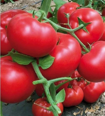 Матиссимо F1 семена томата индетерминантного (Seminis / Семинис)