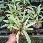 Антуриум VITTARIFOLIUM VARIEGATED
