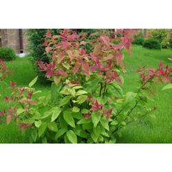 Спирея японская Макрофила С3 Закупка М60 июнь 2026