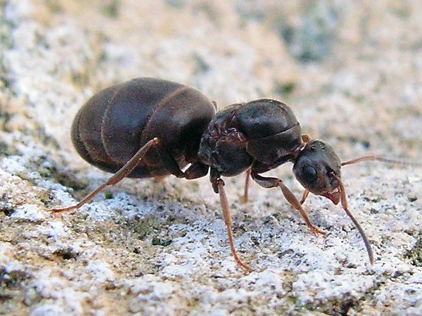 Как поднять lasius niger с нуля с одной матки