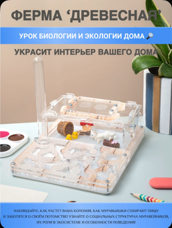 Муравьиная ферма с муравьями в подарок «Древесная»