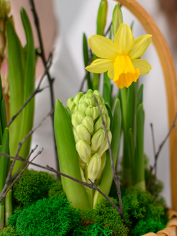 Первые цветы