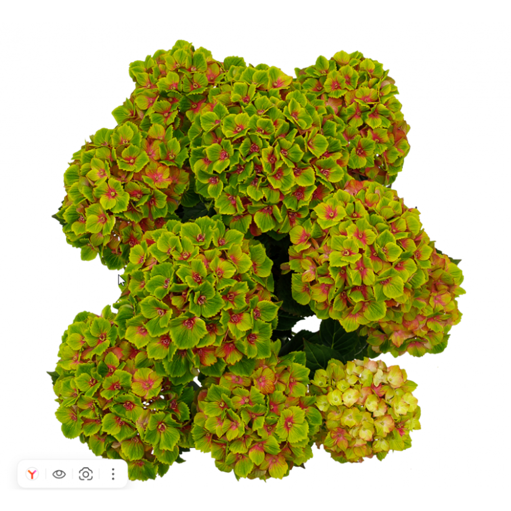 Меджикал Грин Делайт ("Magical Green Delight") НОВИНКА Р9