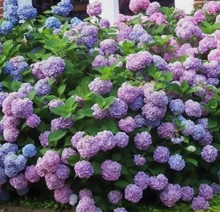 Гортензия крупнолистная зимостойкая Endless Summer Bloomstar в контейнере 0,5л
