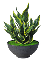 Щучий Хвост в большой чаше Лофт