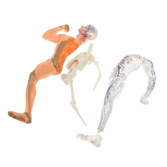 Игрушка опыты тело человека IQ Эксперимент