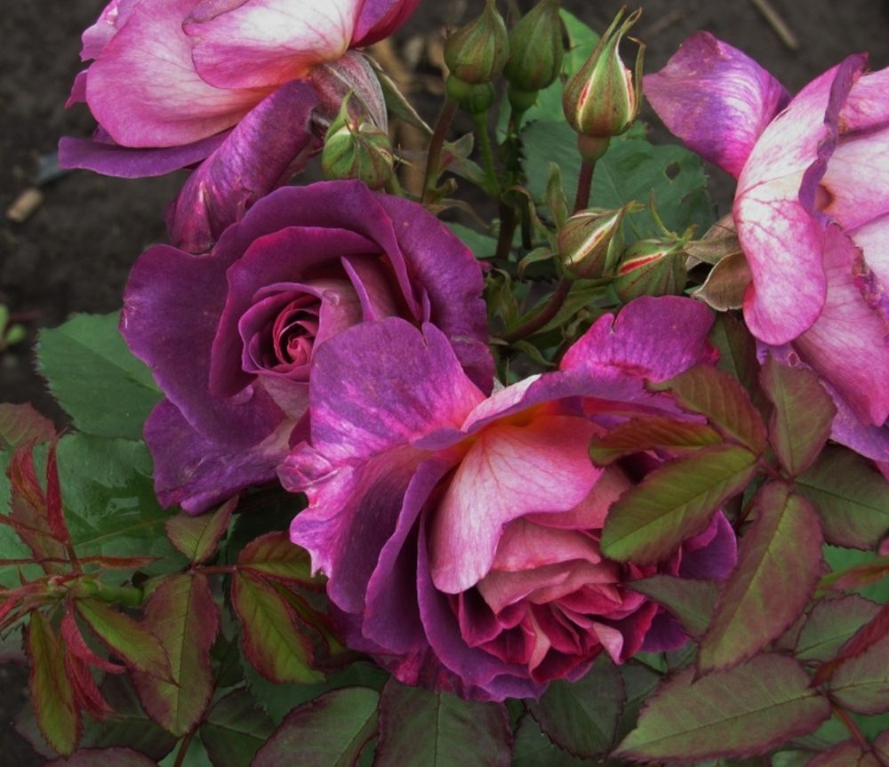 Дьяблес Дё Мэр (Diablesse De Mers)