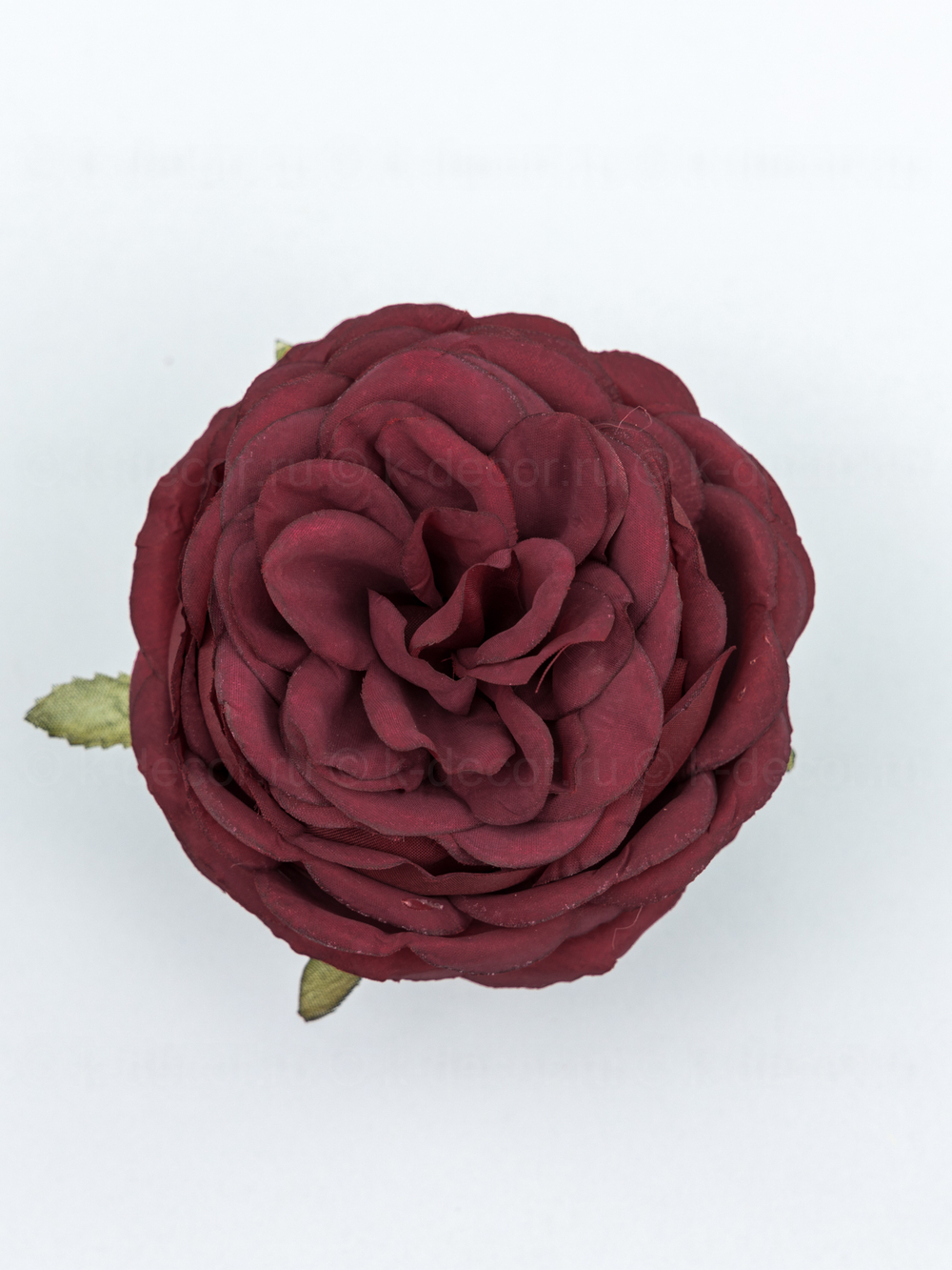 Голова пионовидной розы Дебора