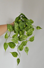 Сциндапсус / Арт 4272