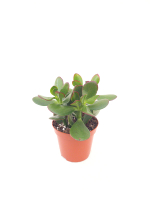 Крассула (Денежное дерево)