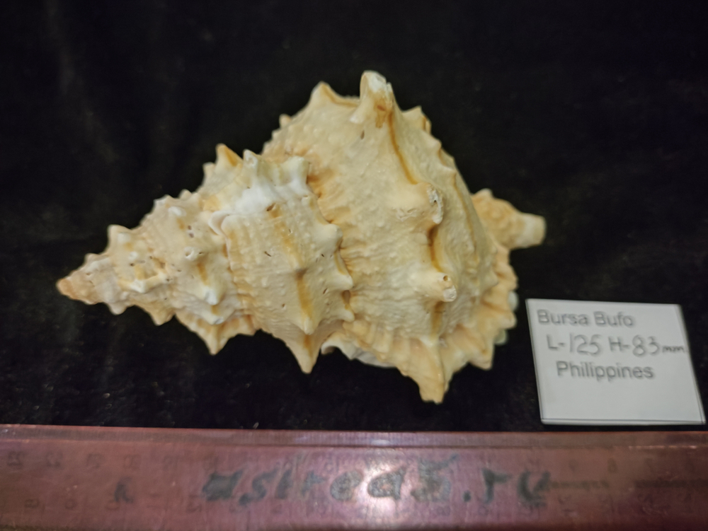 Бурса Буфо лисcоcтома (110...120 мм)