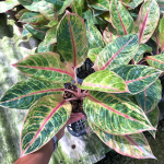 Аглаонема SUNFLOWER