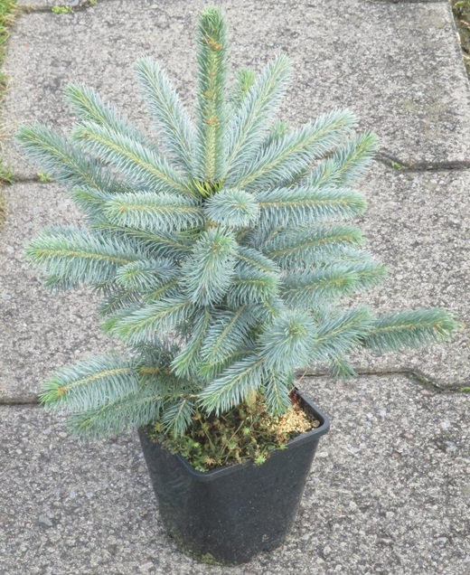 Ель колюча Супер Блю Синдинг Закупка М49 весна 2026