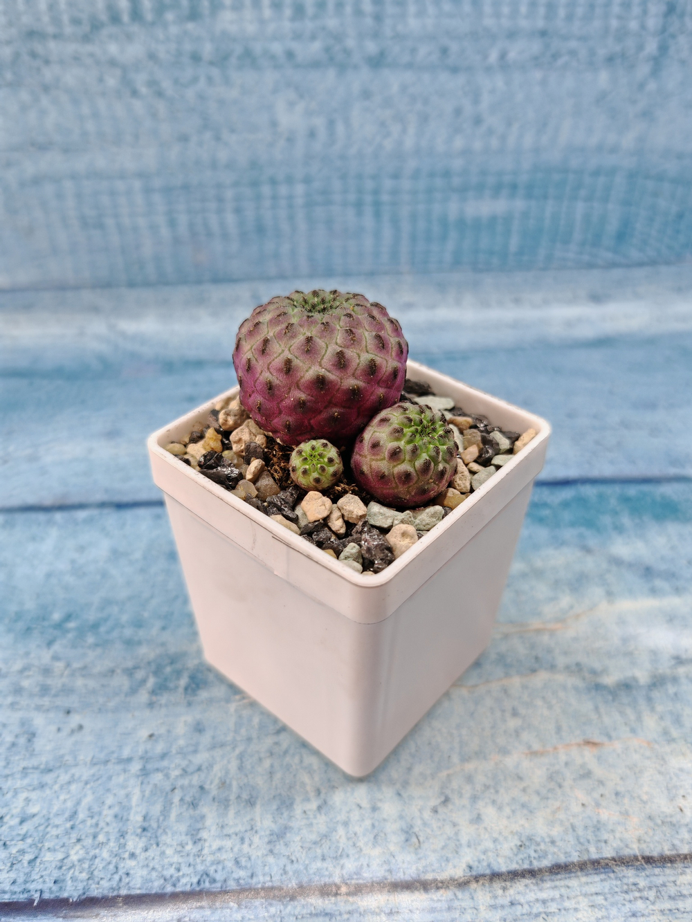 Sulcorebutia rauschii (Сулькоребуция)