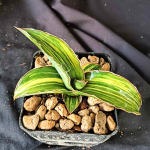 Сансевиерия SAMURAI BLUE VAR