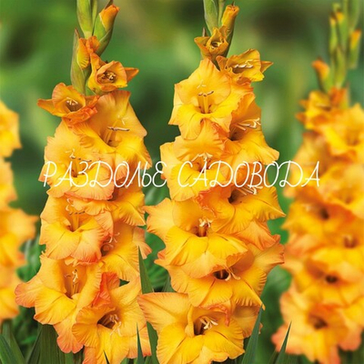 Гладиолус Авичи