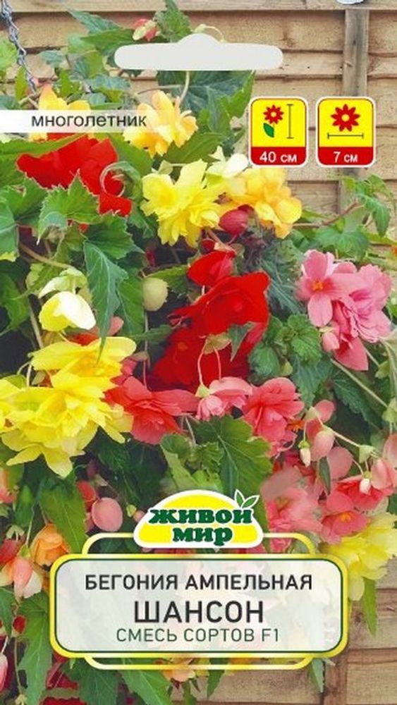 Бeгoния ампельная "ЖМ. Шaнcoн Смecь F1" 10шт, Чехия. Бeгoния ампельная "ЖМ. Шaнcoн Смecь F1" 10шт, Чехия.