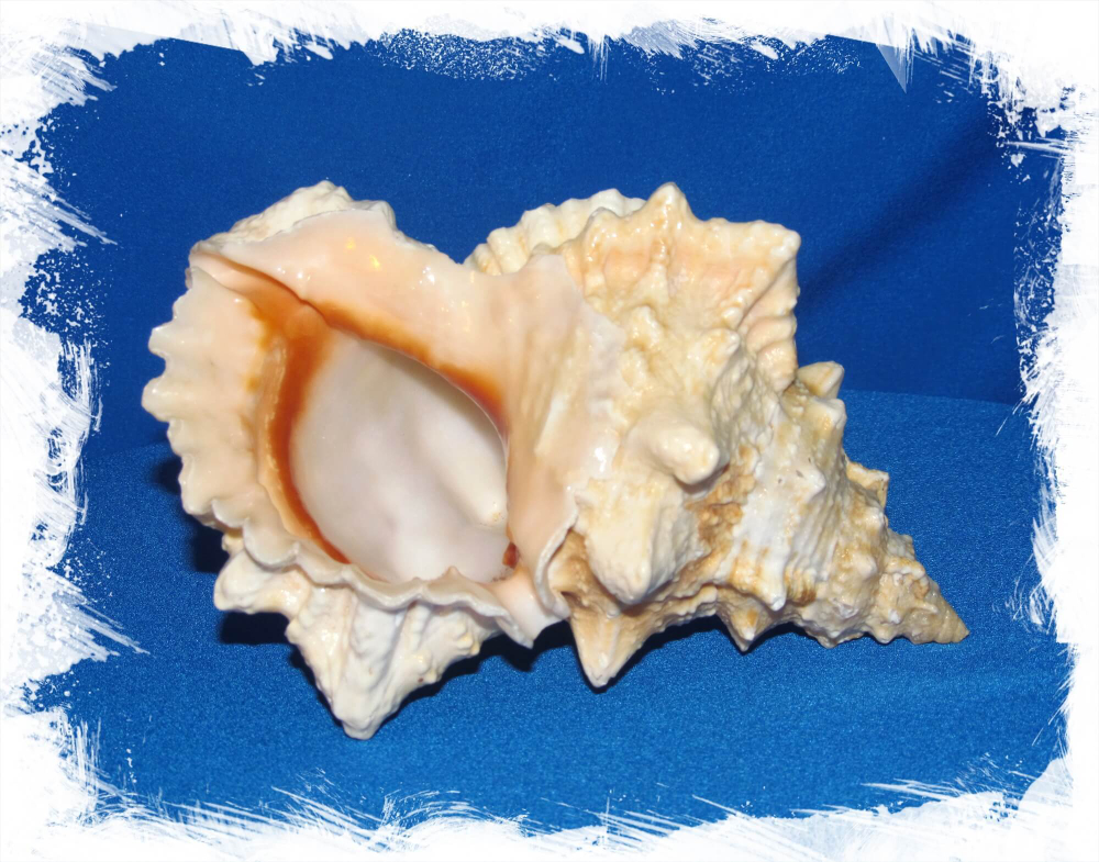 Ракушка Бурса Лиссостома 14-17 см