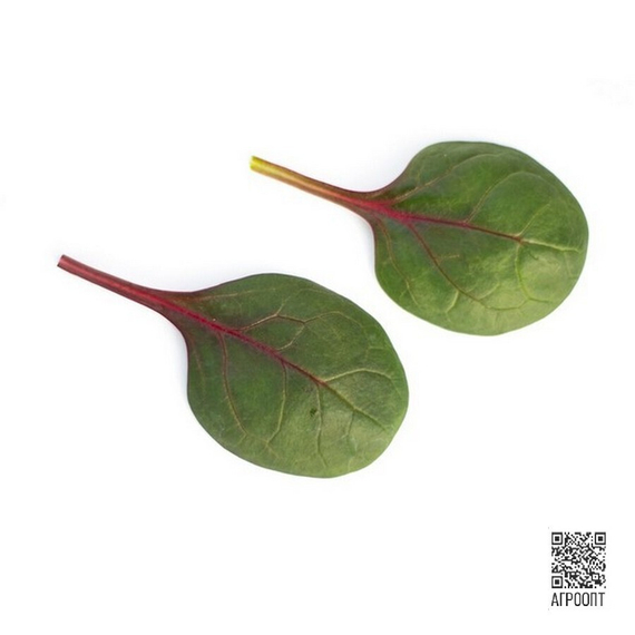 РЕД ТАББИ F1 семена шпината (Rijk Zwaan | Alexagro) – фото 4