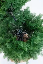 Туя искусственная (Литая хвоя) от 0,6 м до 2,3 м