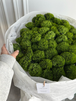 Моно букет из диантусов сорта Грин трик 51 шт