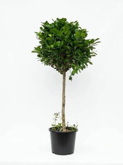 Фикус Thick-leaved  д.30