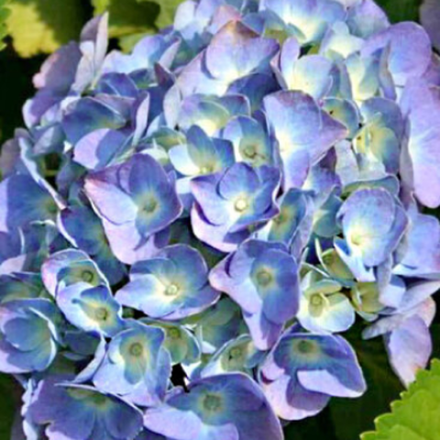 Хай Ривер «Hi River» р12 Европа весна 2026 г.