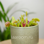 Дионея Мусципула 9/15 Мухоловка