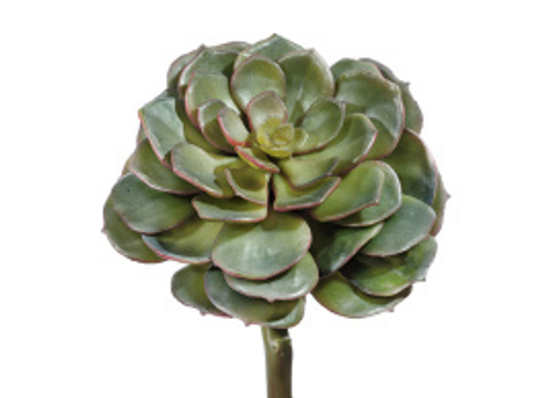 Суккулент Эхеверия зелёная