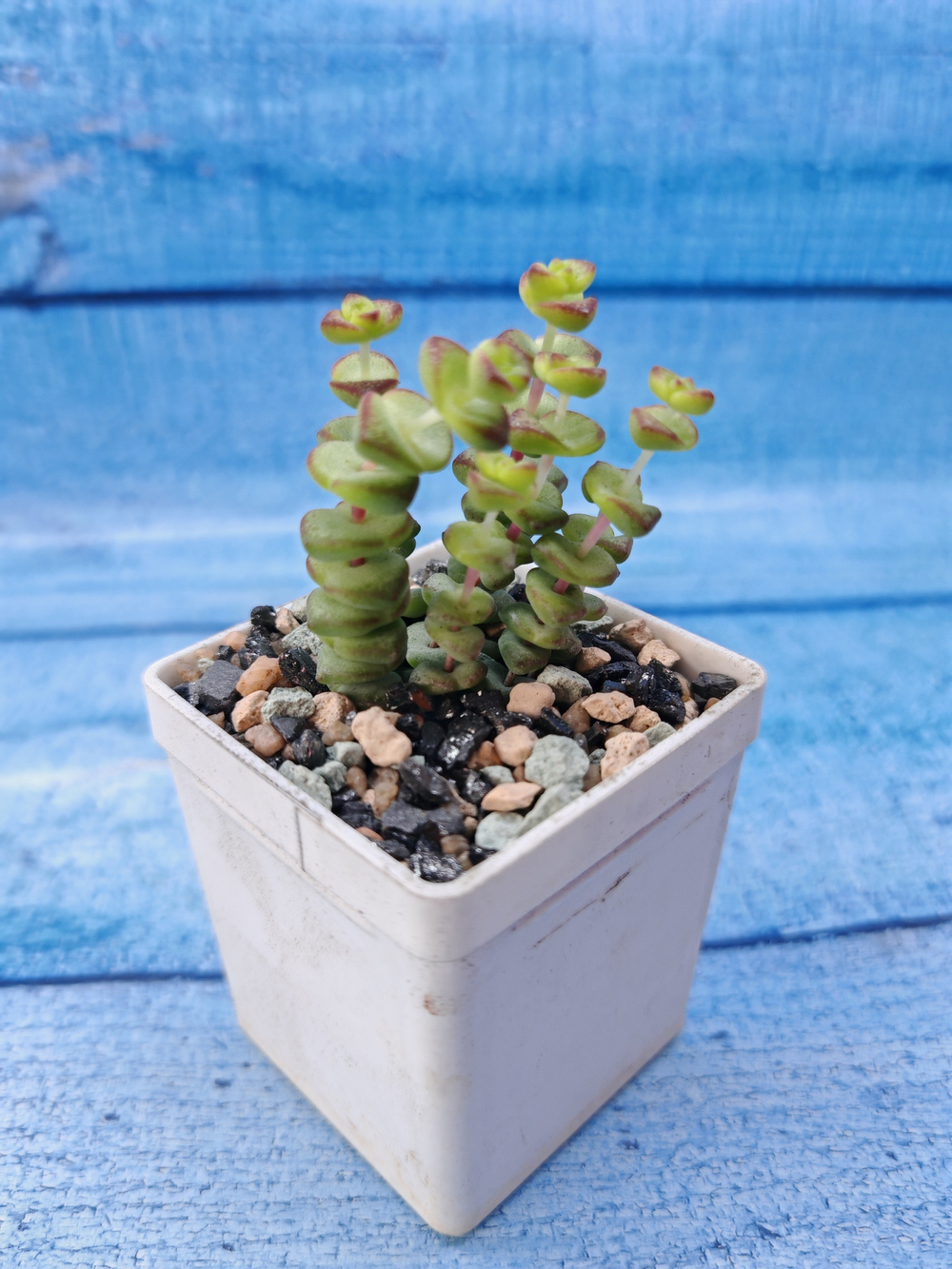Crassula Marnieriana Hottentot (Крассула)