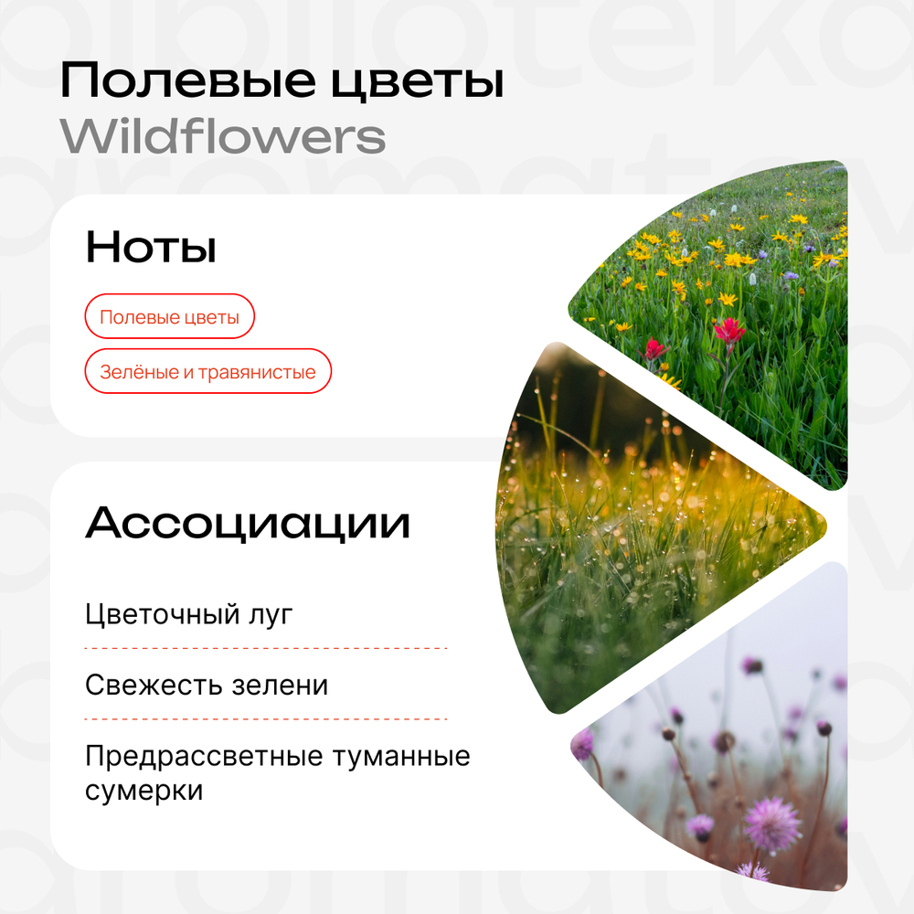 Полевые цветы