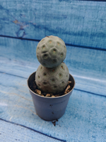 Tephrocactus Geometricus (Тефрокактус)