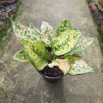 Аглаонема GOLDEN LAND