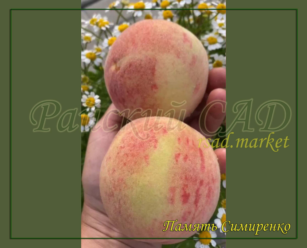 Персик Память Симиренко