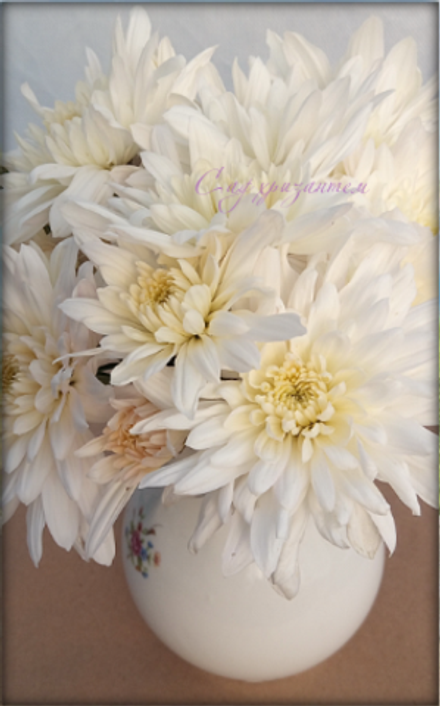 Хризантема одноголовая Каламбрия белая ☘ о.40 (нет в наличии)