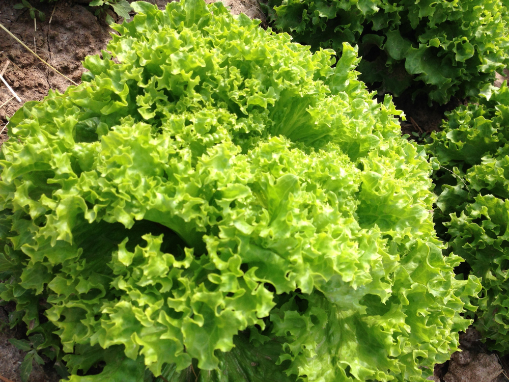 Левистро семена салата лолло блонда (Rijk Zwaan / Райк Цваан)