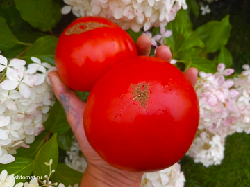 Шаолиньский великан сорт томата